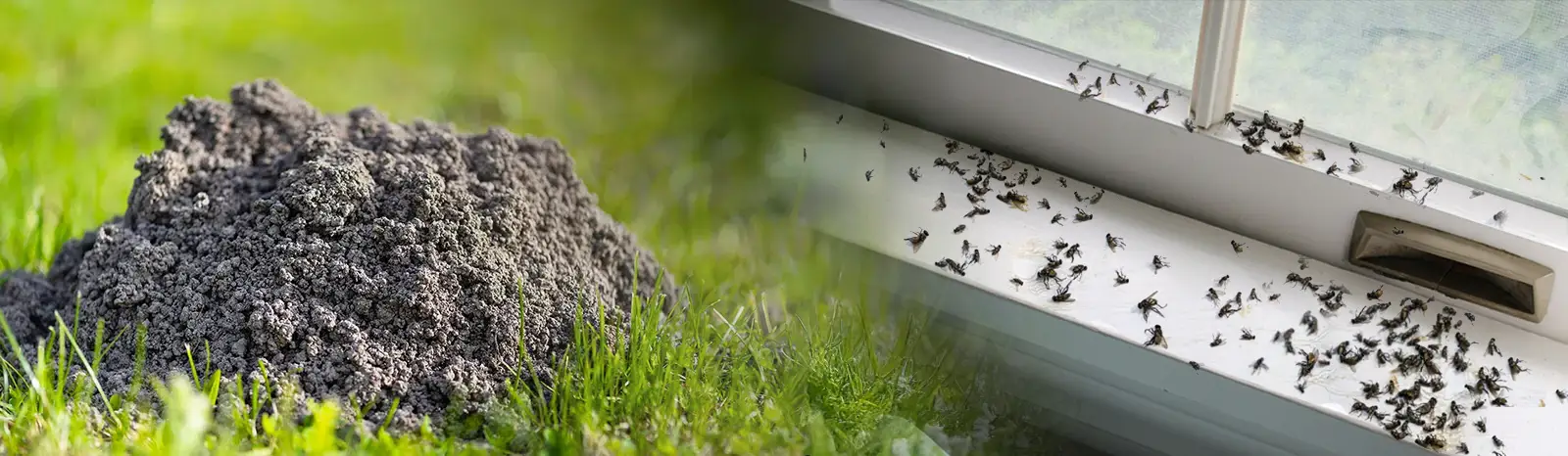 ADS Pest Control Management