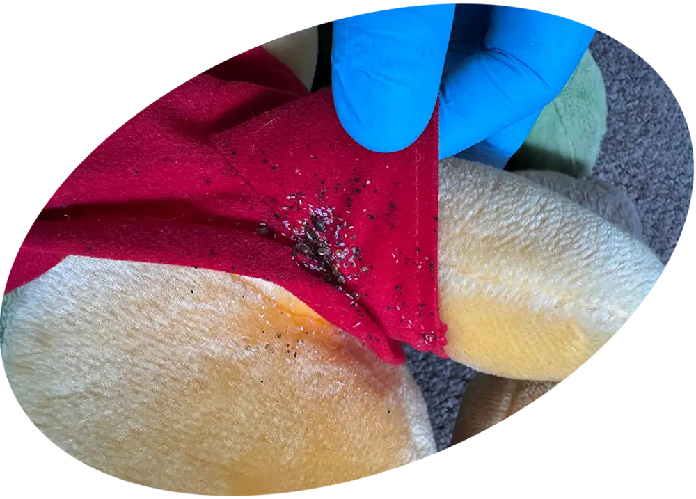 Close-up of a bed bug infested mattress