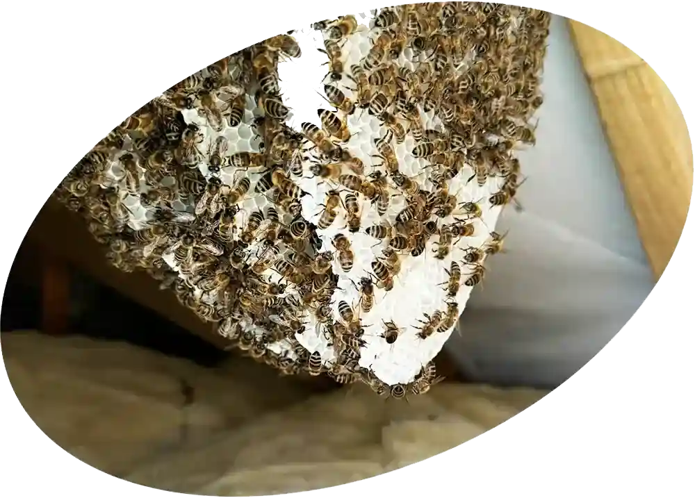 Effective beehive removal and bee removal services