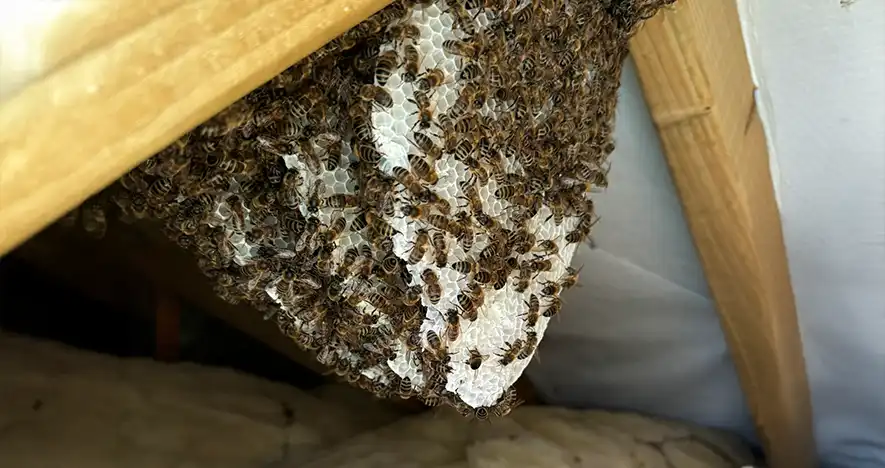 Bee Removal
