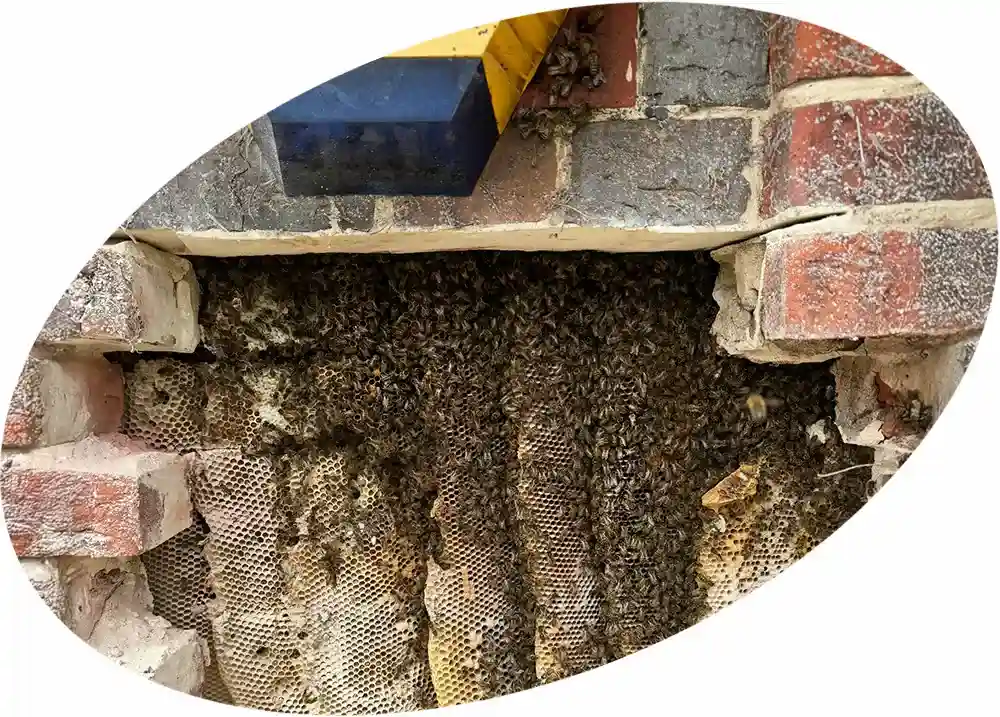 A large cluster of honey bees on a building, showcasing a typical swarm as they follow their queen bee in search of a new home