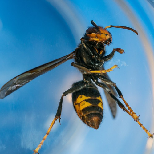 Asian Hornets