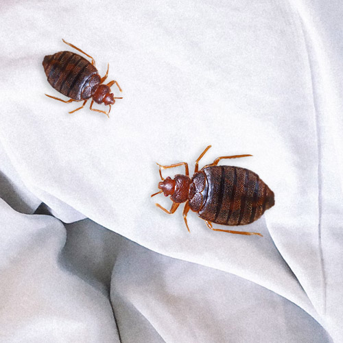 Bed Bugs