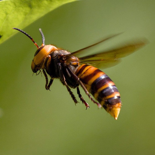 European Hornets