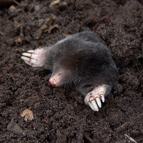 Moles