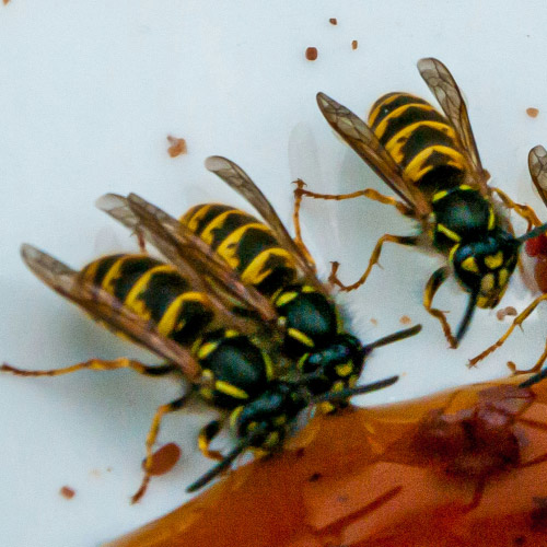 Wasps