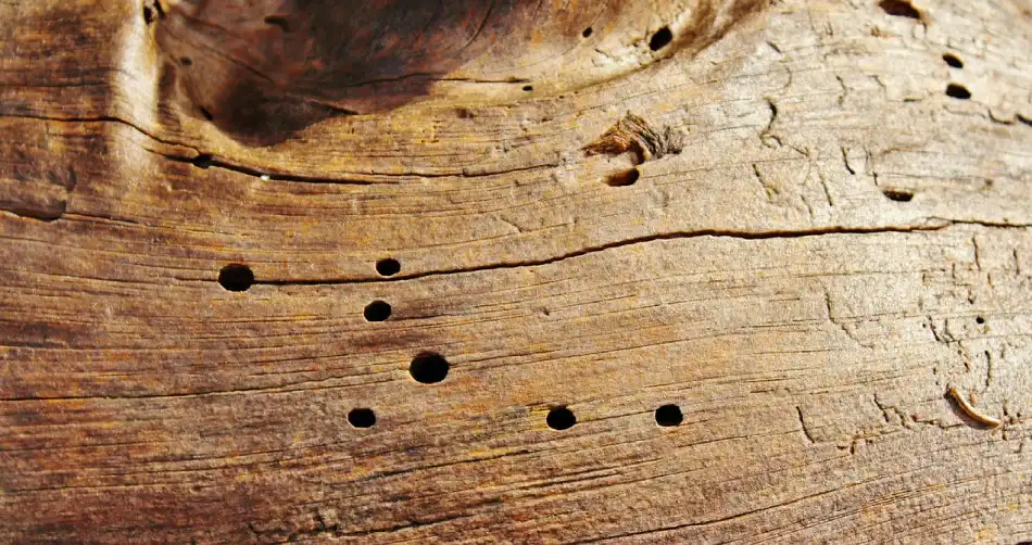 Woodworm Timber Treatment